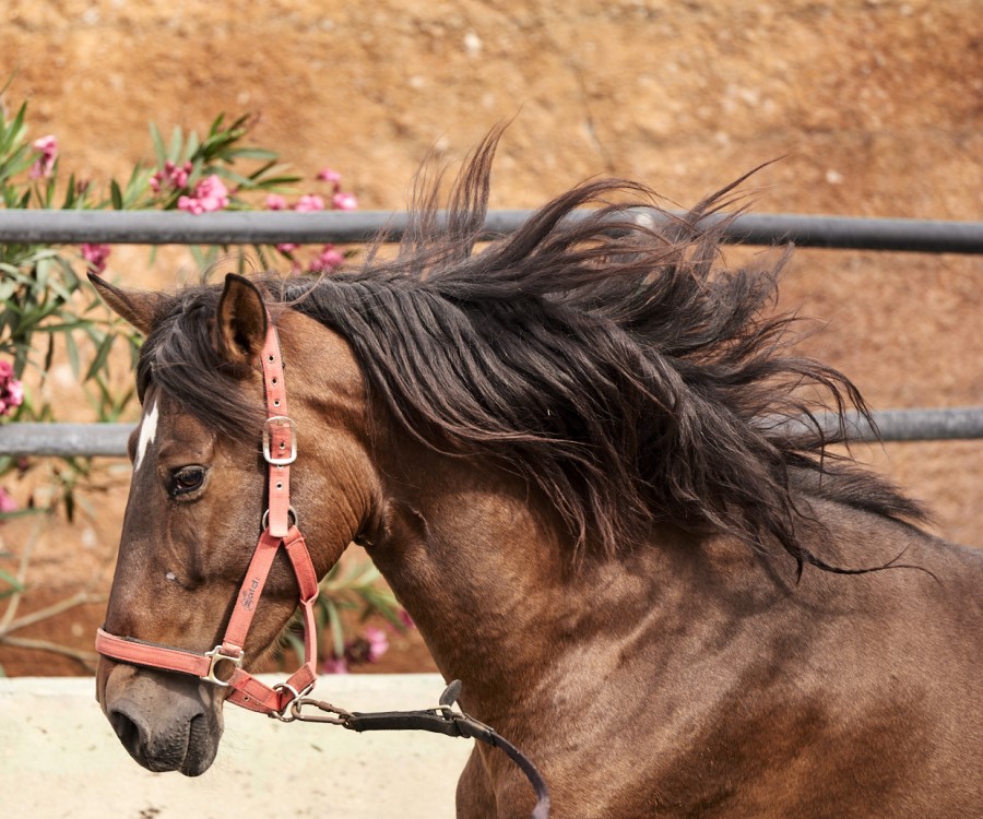 Riding school