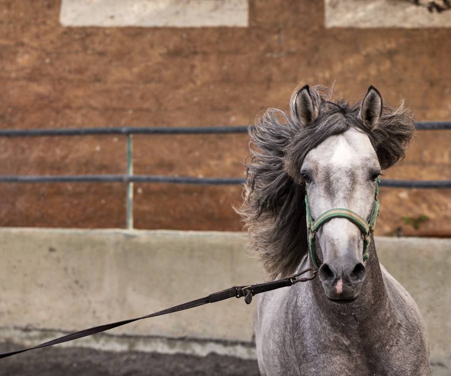 Riding school