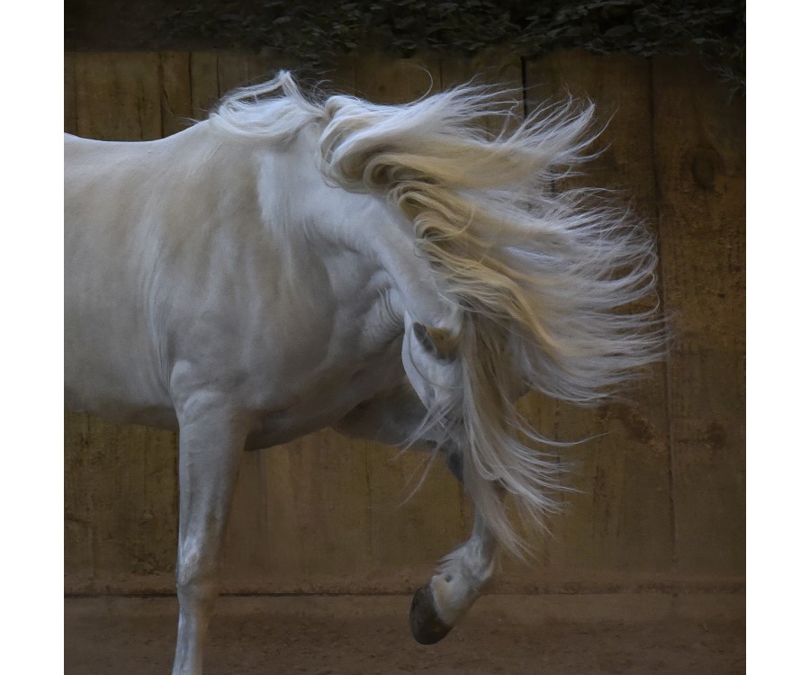 Riding school