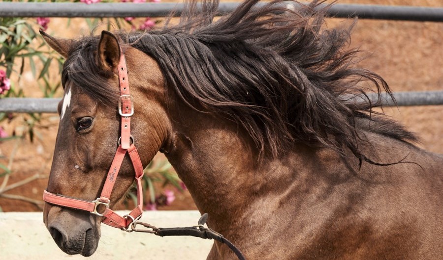 Yeguada y venta de caballos